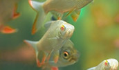 2014年水產(chǎn)養(yǎng)殖動物病害發(fā)生的趨勢預(yù)測
