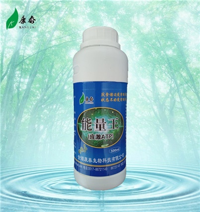 能量王